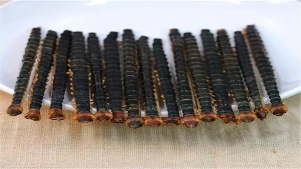 蜈蚣最害怕什么动物