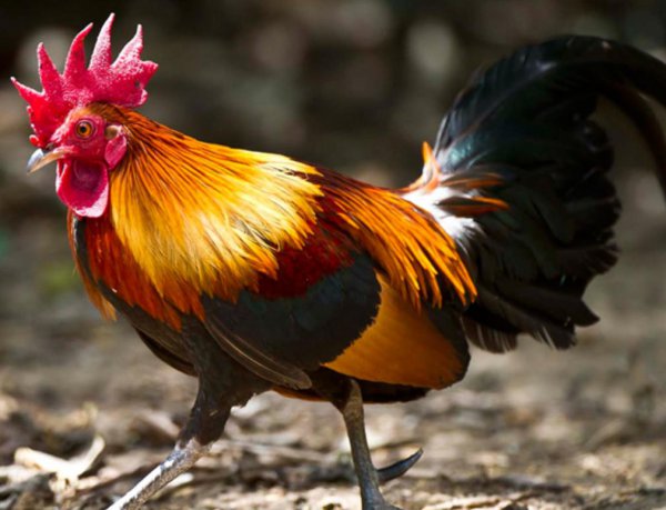 蜈蚣最害怕什么动物