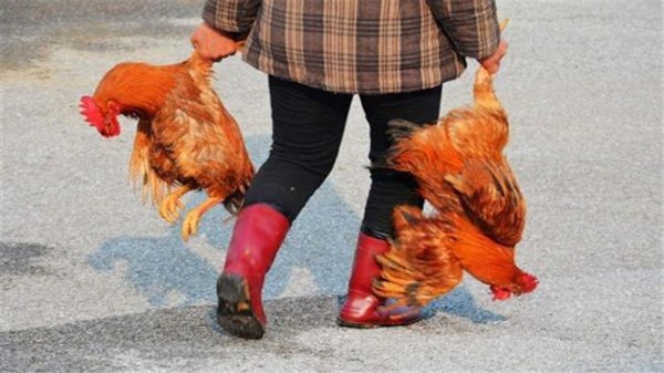 蜈蚣最害怕什么动物