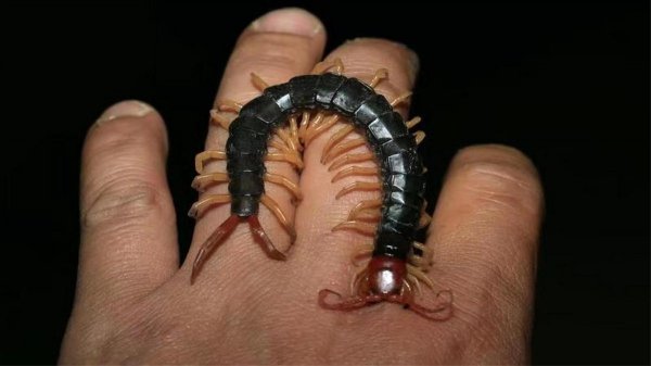 蜈蚣最害怕什么动物