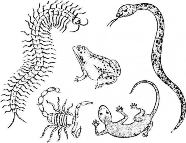 蜈蚣最害怕什么动物