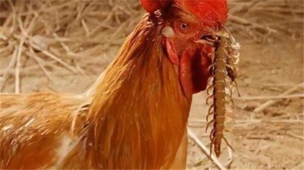 蜈蚣最害怕什么动物