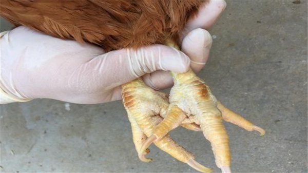 蜈蚣最害怕什么动物