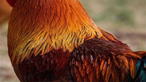 蜈蚣最害怕什么动物