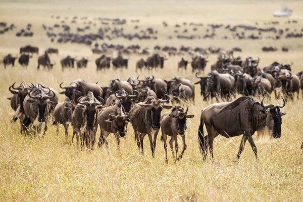 内罗毕是哪个国家的首都