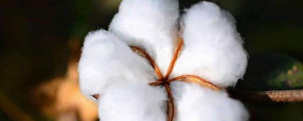 如何辨别棉花的好坏
