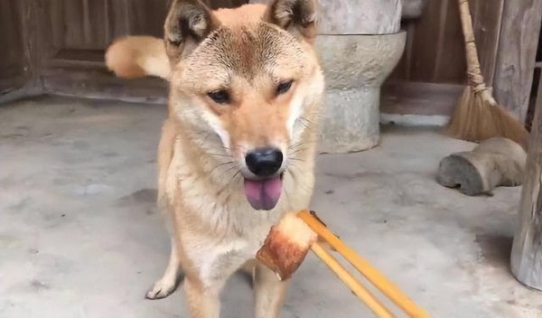 狗的寿命是多少年