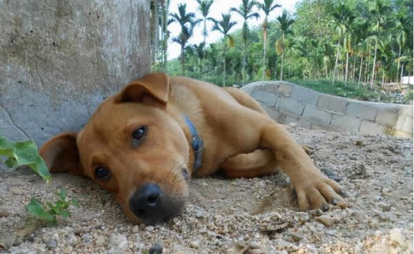 狗的寿命是多少年