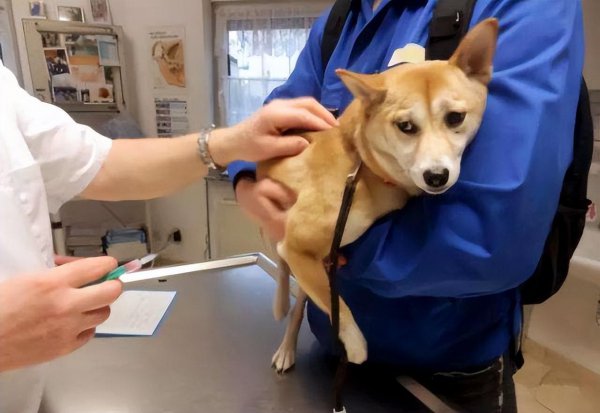 狗的寿命是多少年