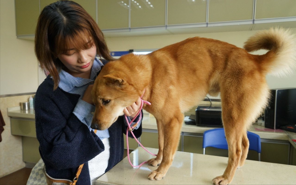 狗的寿命是多少年