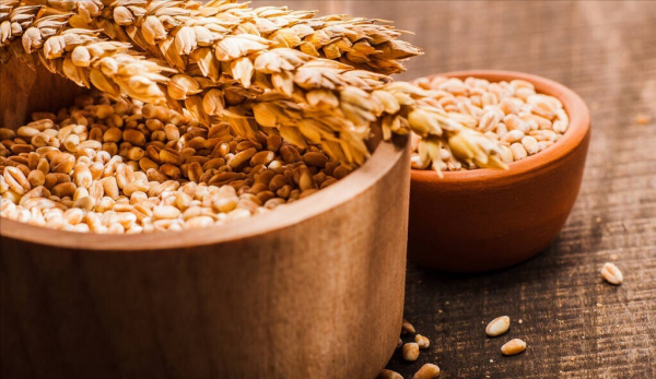 狗粮是什么原料做的