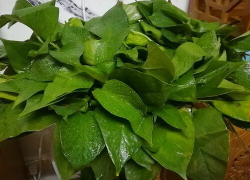 绿萝如何养护发芽多特别壮