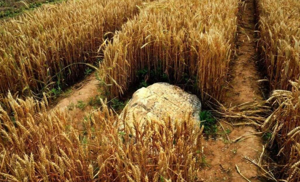 世界上最矮的山