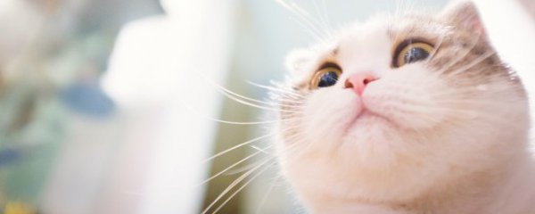 冬季给猫喂东西要注意什么