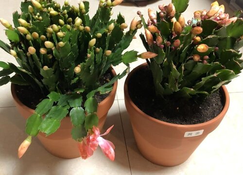 蟹爪兰蚧壳虫如何防治