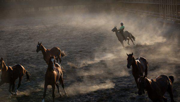 最贵的马是什么马
