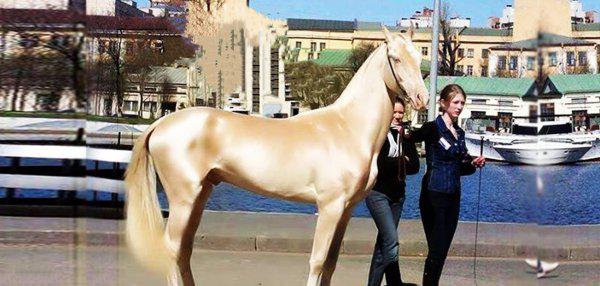 最贵的马是什么马