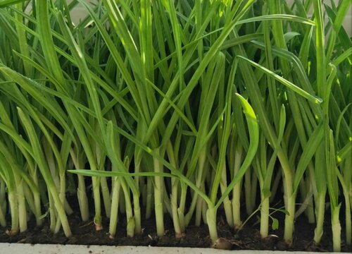 大蒜和什么不能一起吃