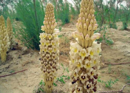 肉苁蓉的功效与作用及食用方法