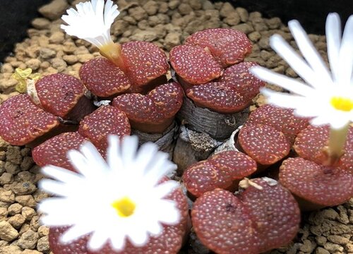 生石花花期几天