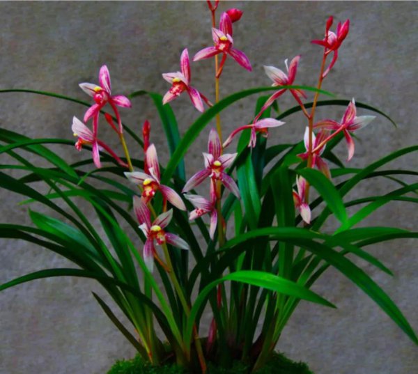 天竺葵喜欢酸性还是碱性