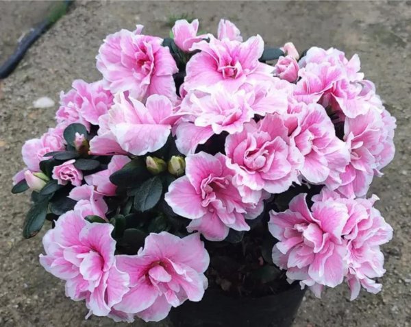 天竺葵喜欢酸性还是碱性