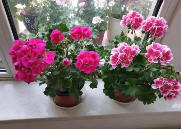 天竺葵喜欢酸性还是碱性