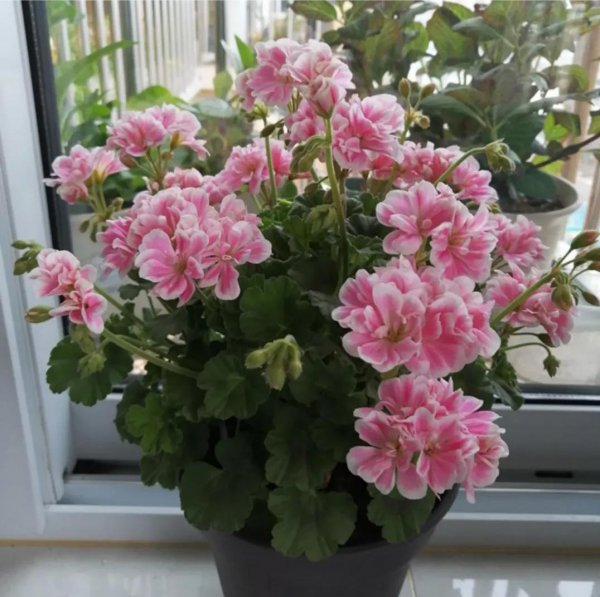 天竺葵喜欢酸性还是碱性