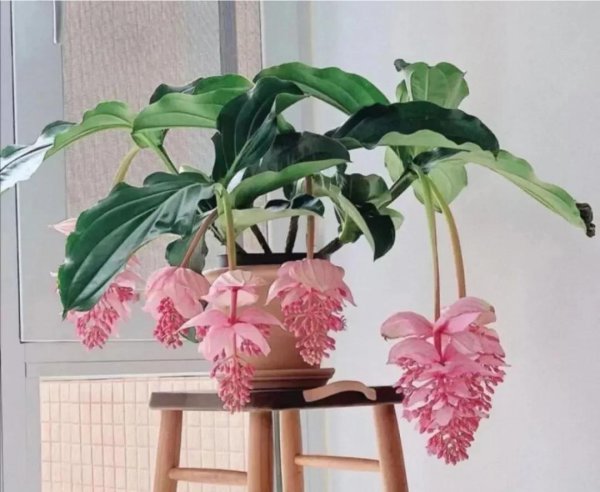 天竺葵喜欢酸性还是碱性