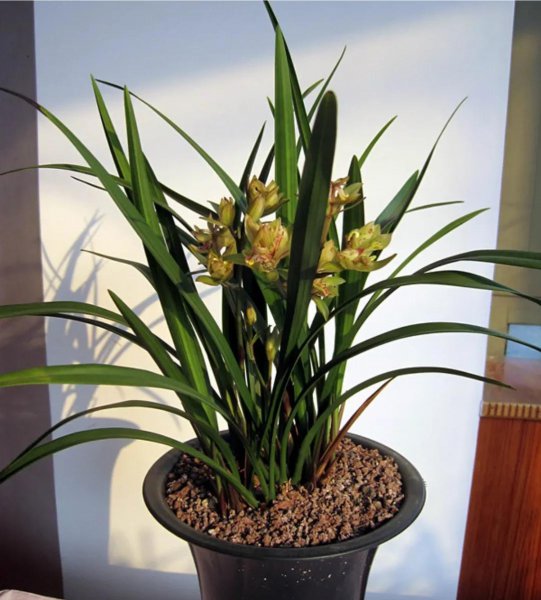 天竺葵喜欢酸性还是碱性