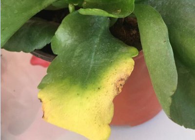 长寿花叶子有黄色霉菌 长寿花感染一些病菌导致黄叶该如何处理