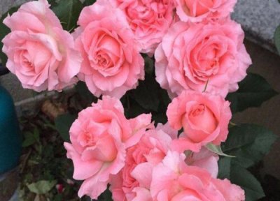 珊瑚果冻月季是藤本还是灌木 珊瑚果冻月季属于藤本还是灌木