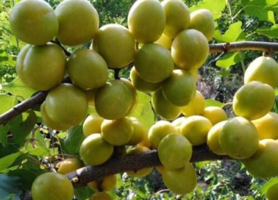 白果树果实可以吃吗 白果树的果实能吃吗