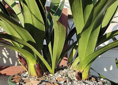 兰花水苔铺面的作用 兰花盆面铺水苔都有什么作用