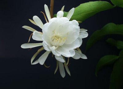 小叶昙花的花期时间 小叶昙花花期是什么时候