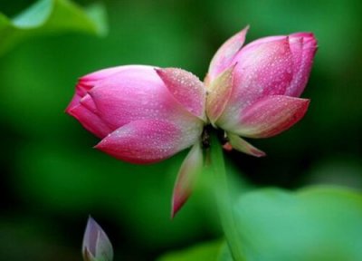 并蒂莲花语和寓意 并蒂莲的花语是什么