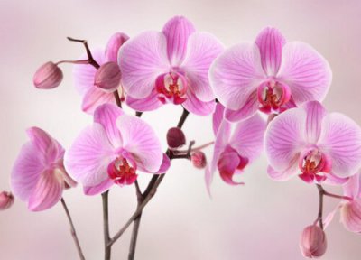 室外兰花如何进行保暖 兰花夏天室外怎么养护