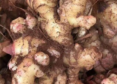 生姜亩产量多少斤 生姜亩产一般是多少斤