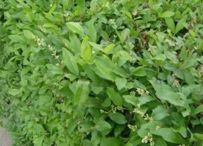 水蜡属于乔木还是灌木 水蜡是乔木还是灌木植物