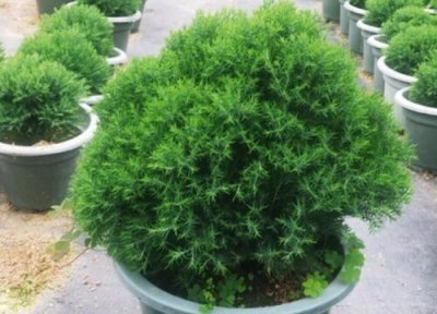 家里养雾松吉利吗 雾松盆栽适合在家养吗