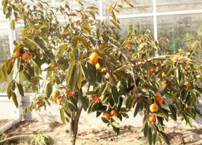 柿子什么时候上市 几月份成熟