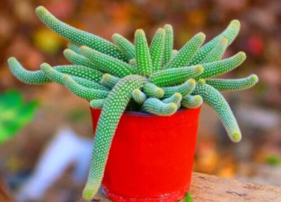 仙人指在什么时候换盆合适 仙人指换盆注意事项与技巧