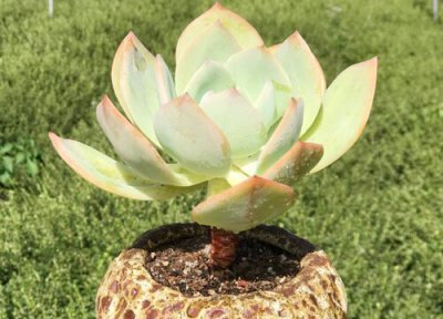 为什么自家养的多肉颜色都没有 为什么养着没颜色状态了