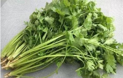 冬季种植香菜时间和方法 掌握这4个步骤种出高品质香菜