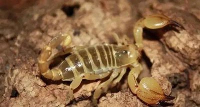 地球上最毒的四大动物 世界上毒性最大的4种动物