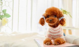 边牧和泰迪能一起养吗 边牧和泰迪可以混养吗