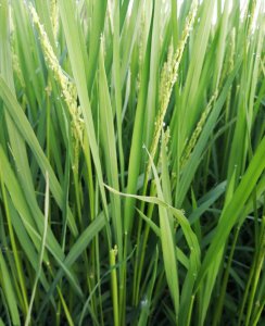 水稻8月份病虫害防治技术 水稻病虫草害防治与管理方案