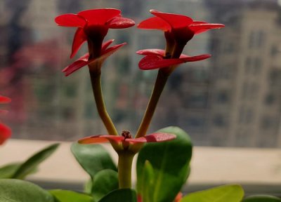 虎刺梅如何养护花朵鲜艳不黄叶 我养的虎刺梅为什么叶子变黄了