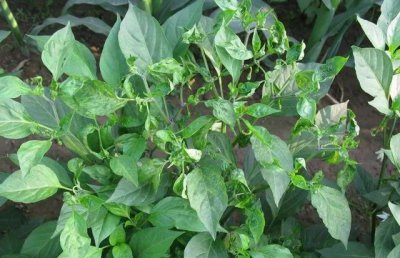 辣椒可以用草木灰施肥吗 草木灰对辣椒苗有害吗