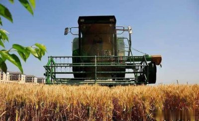 小麦卖湿的还是干的划算 收购干小麦与湿小麦差距多大